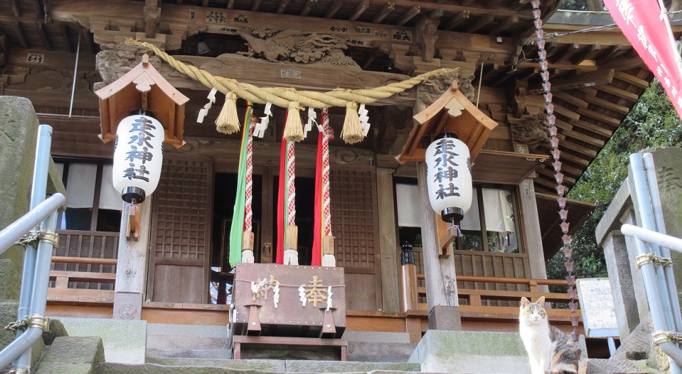 走水神社社殿と猫